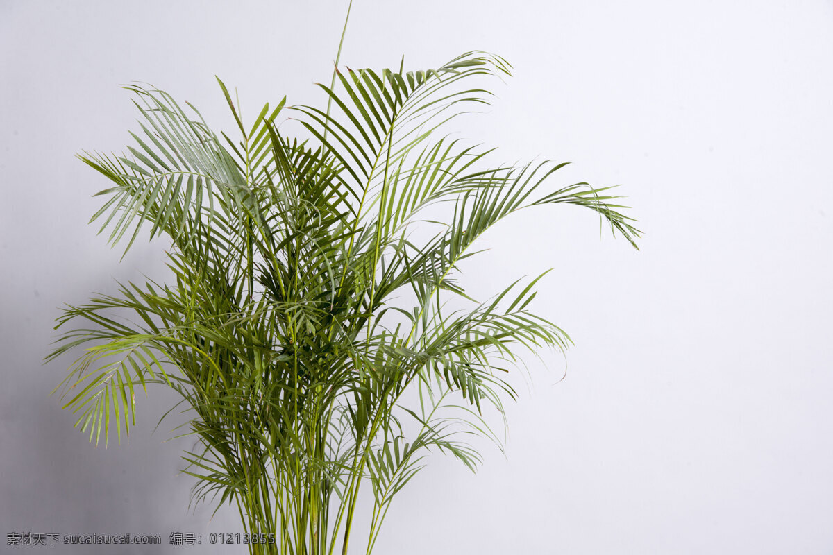 凤尾竹 植物 叶子 绿叶 棕榈叶 设计摄影 生物世界 树木树叶