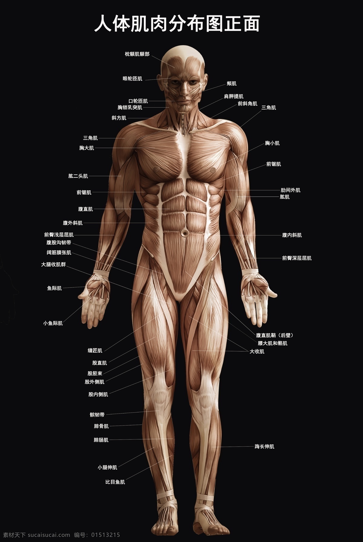 肌肉 分布图 黑色 修改 元素 健身房 产品实图