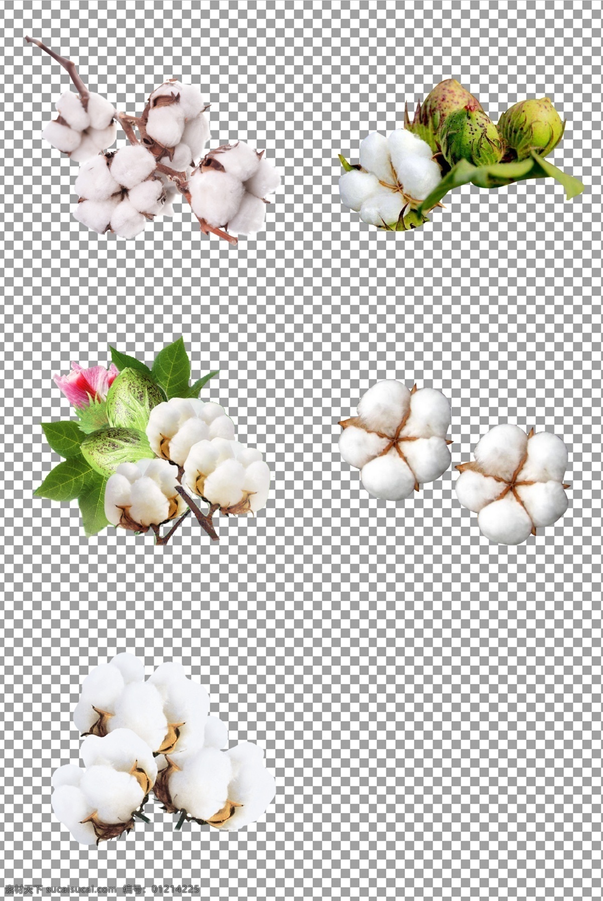 温暖棉花图片 棉花 衣物 原料 白色 温暖 棉花朵 免抠 无背景 免抠图 抠图 元素 透明 通道 png免抠图 分层