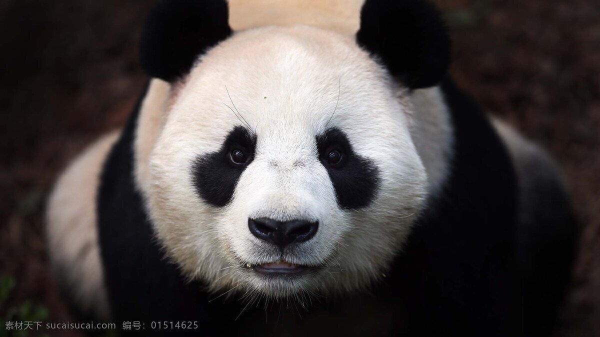 国宝 熊猫 黑眼圈 动物 搞笑 黑色