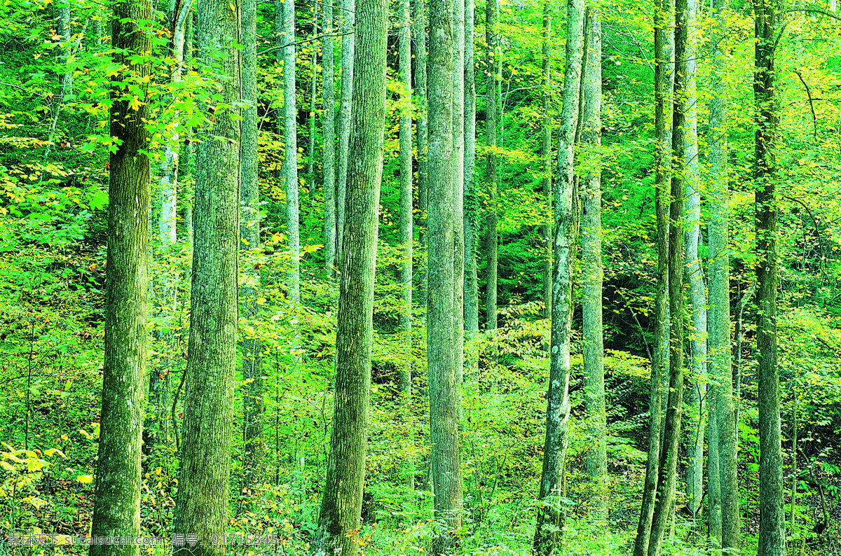 森林免费下载 森林 树木 树木剪影 树木植物 风景 生活 旅游餐饮