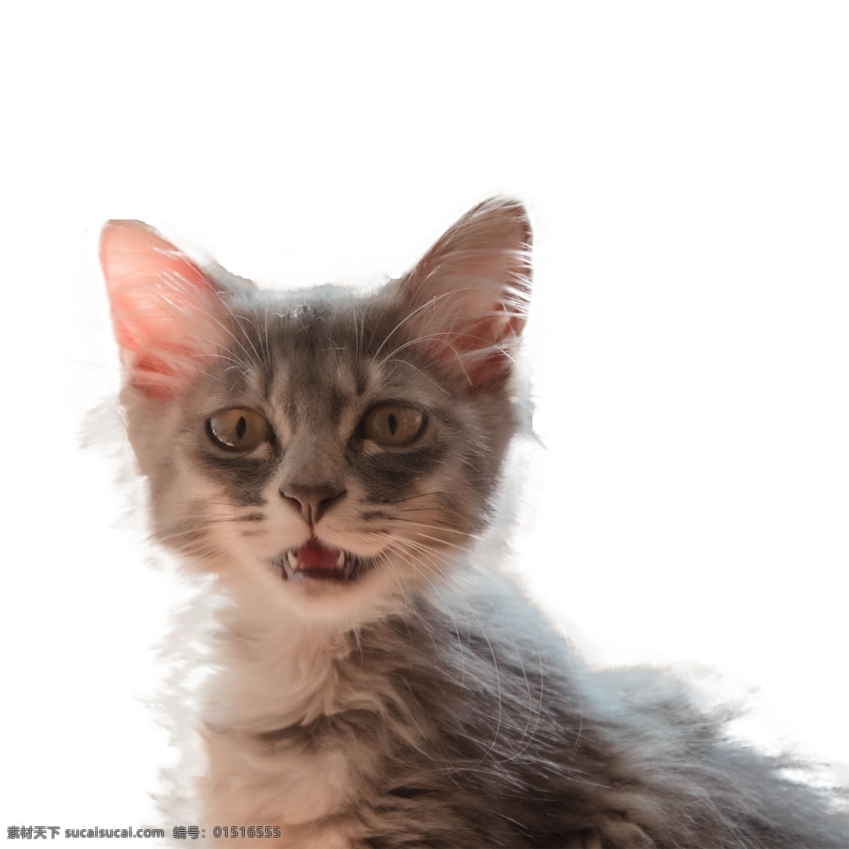 灰色 创意 小猫 元素 真实 纹理 耳朵 毛发 可爱 眼睛 牙齿 花纹 质感 眼神 观察
