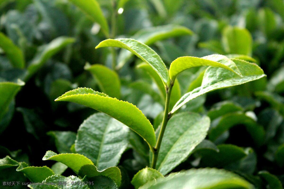 新鲜茶叶 绿色茶叶 茶叶 绿茶 茶叶特写 树木树叶 生物世界
