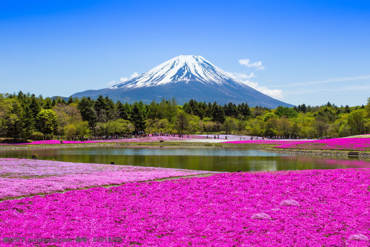 唯美富士山 唯美 风景 风光 旅行 自然 东京 富士山 花海 蓝天 白云 日本 旅游摄影 国外旅游