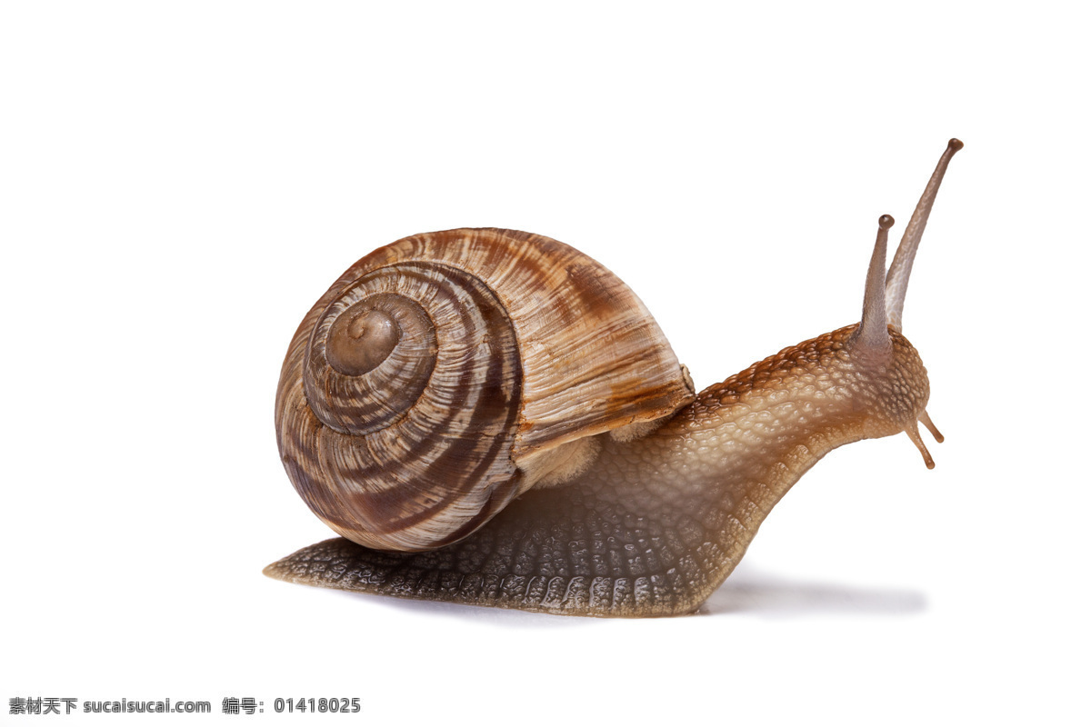 蜗牛 蜗牛触角 蜗牛壳 母子蜗牛 蜗牛爬行 蜗牛精神 蜗牛特写 生物世界 昆虫