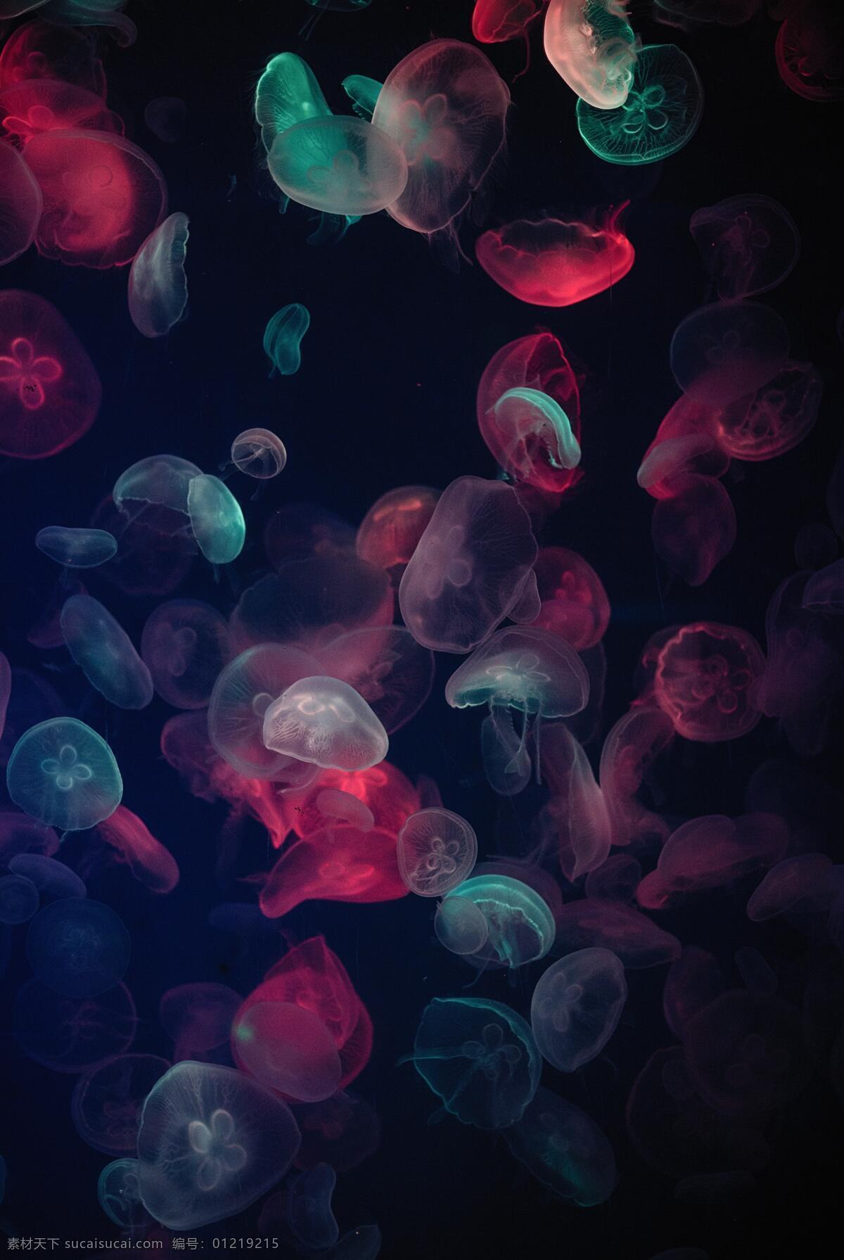 浪漫水母 魔幻七彩 水母灯光 迷你小水母 黑色背景 自然景观 海洋生物 水族馆 生物世界