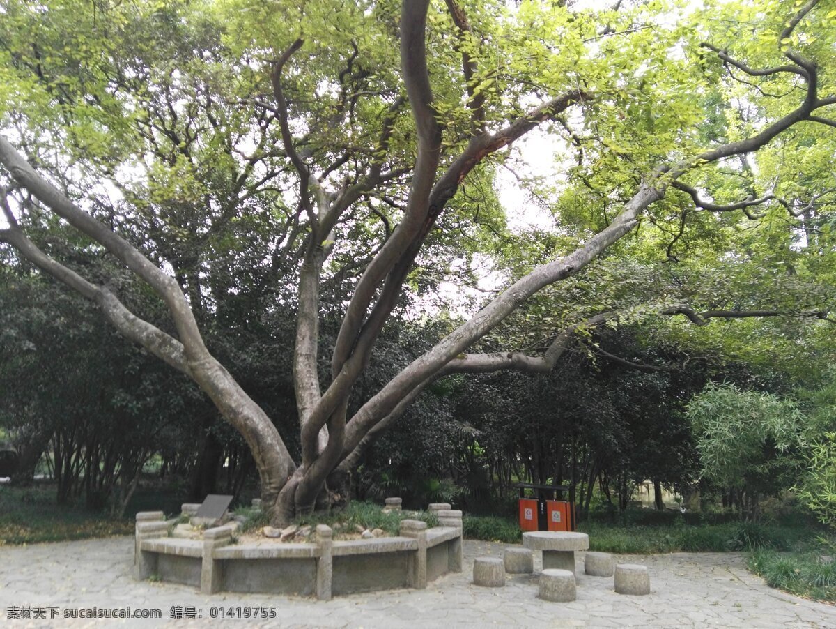 树 朴树 古树 独树成林 绿化 自然风光 自然景观 自然风景