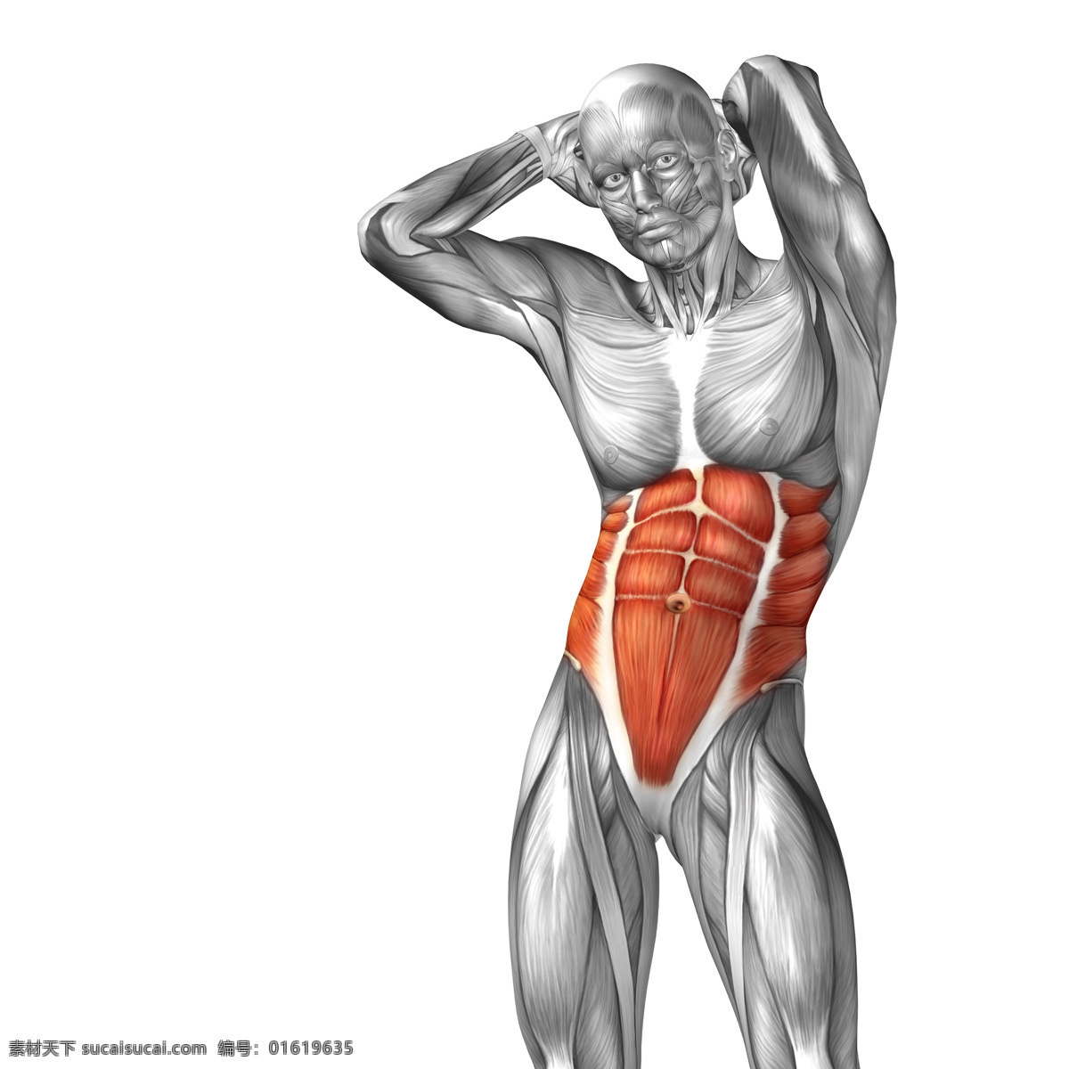 腹部 受伤 人体 人体肌肉 人体器官 人体模型 人体结构图 受伤骨折 身体红肿 医疗护理 现代科技