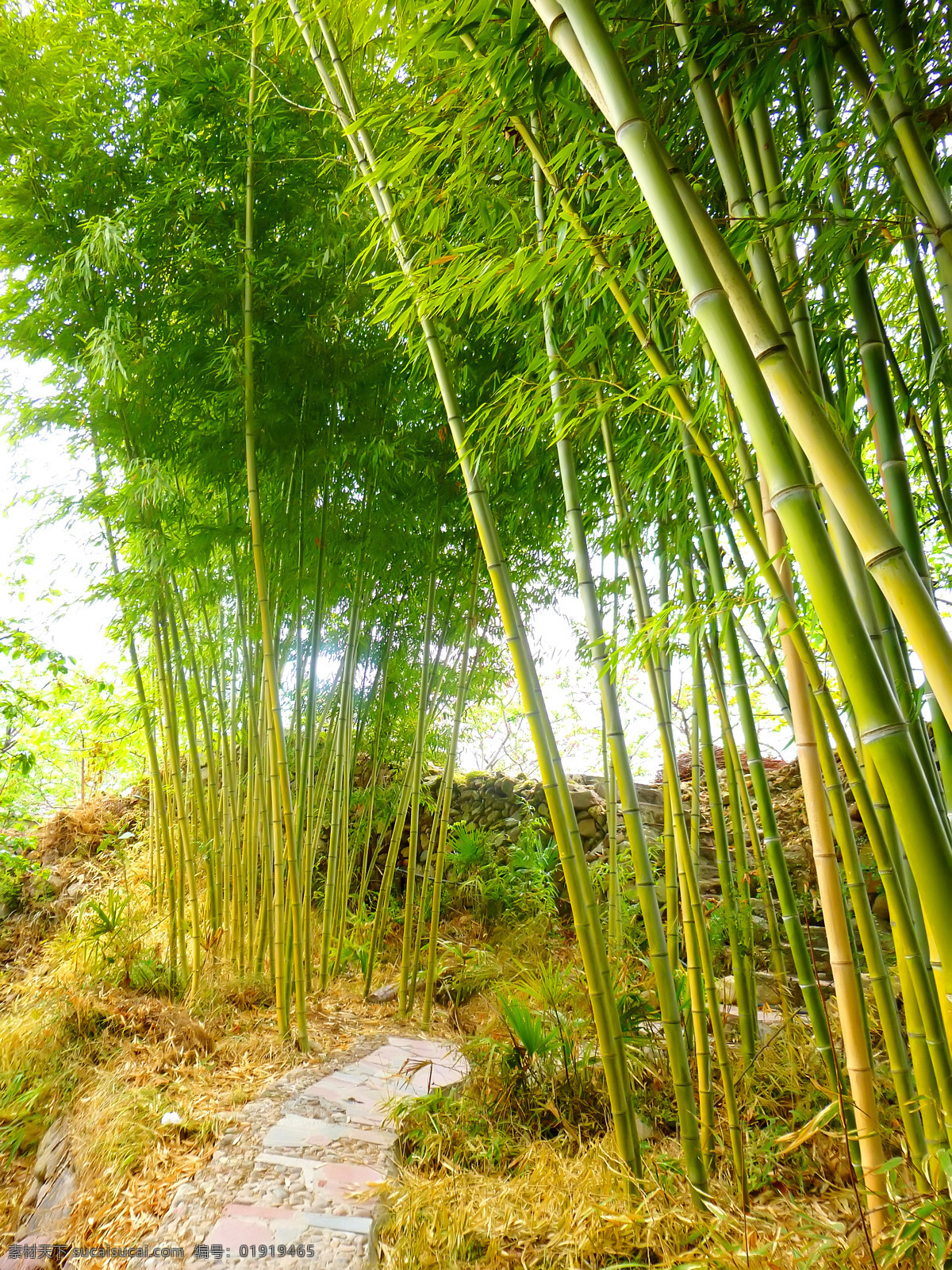 翠竹 绿色 毛竹 生物世界 树木树叶 竹 竹林 竹子 林子 密林 楠竹 竹子素材 竹林图片 矢量图 日常生活