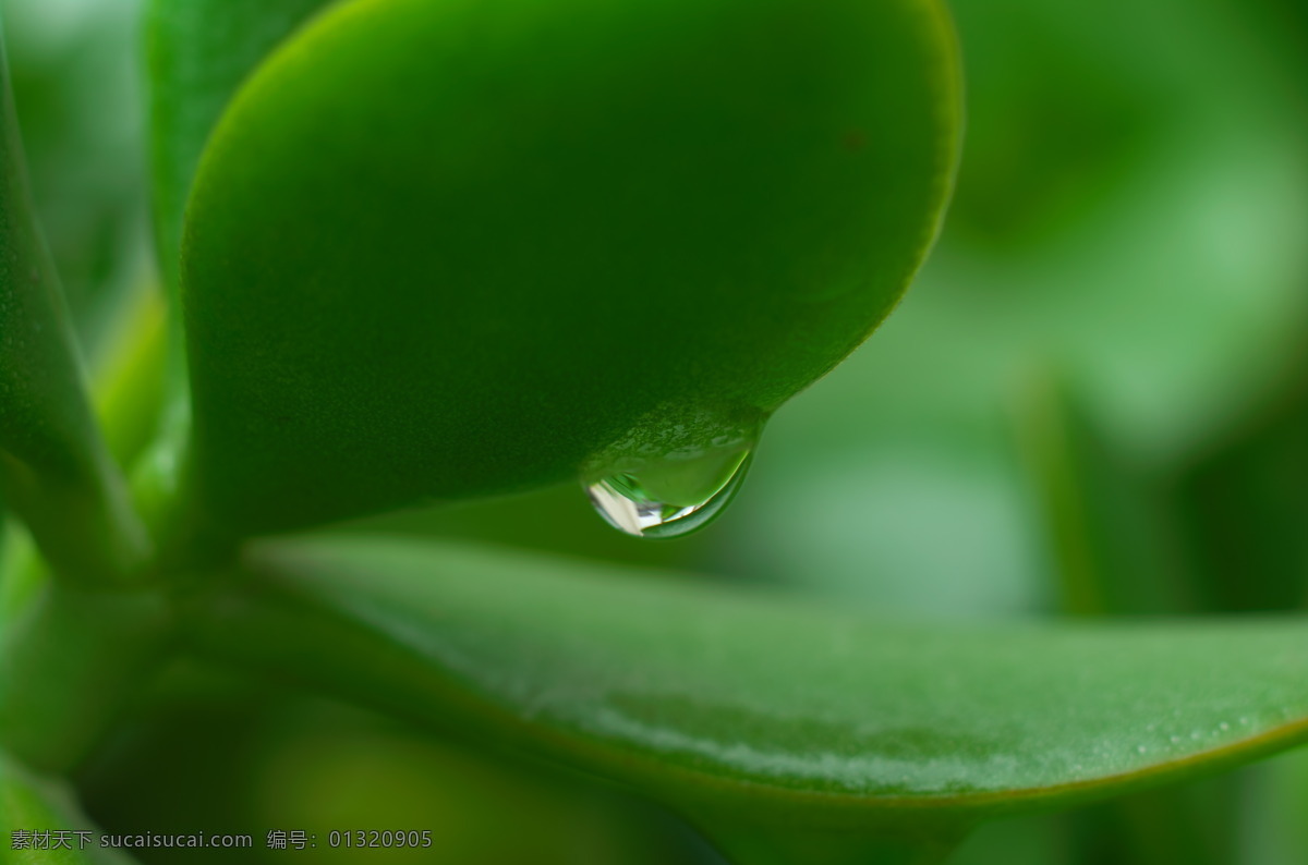 清冷 绿 花草 绿叶 生物世界 水滴 水珠 清冷的绿