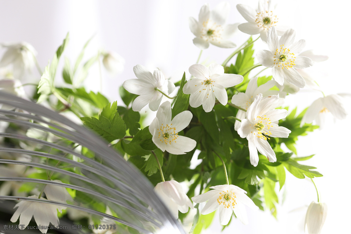 白色小花朵 美丽鲜花 小花 白色花朵 漂亮花朵 花卉 鲜花摄影 花草树木 生物世界 白色