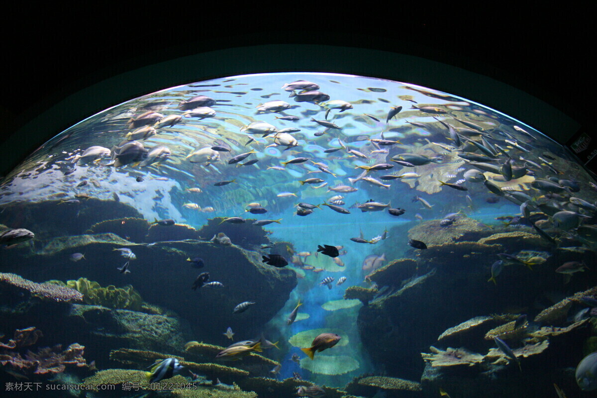 海底 鱼群 海底世界 鱼类动物 海洋生物 生物动物 水生物 大海图片 风景图片