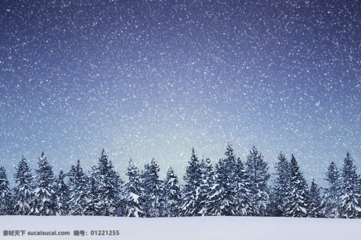 雪景背景素材 松树 下雪 冬天 冬季 景观 底纹背景 圣诞节 雪景 雪地 自然风景 自然景观 蓝色
