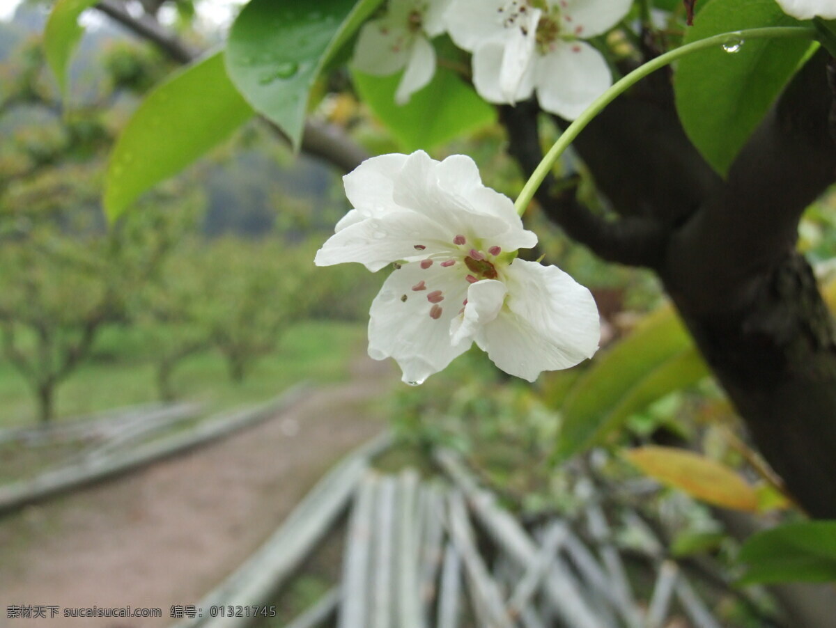 花 花草树木 花朵 花花草草 花卉 梨花 旅游摄影 白色 白色的梨花 沾 水滴
