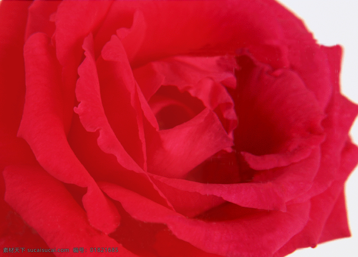 大朵免费下载 底纹边框 花纹花边图片 玫瑰花 设计图 大朵