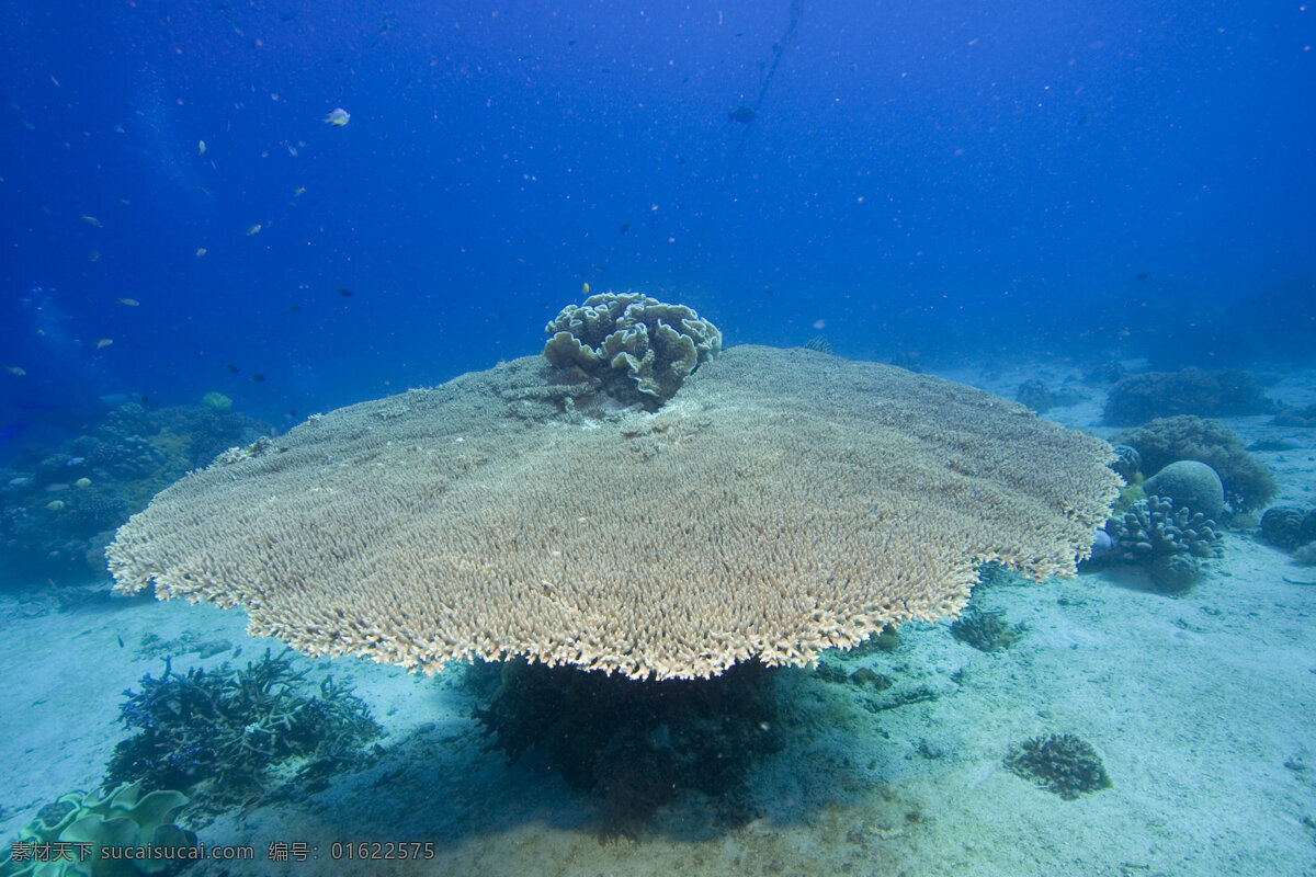 蘑菇型珊瑚礁 海底摄影 海底世界 海底 海洋 大海 海中生物 自然界 珊瑚 珊瑚礁 海洋海边 自然景观 蓝色