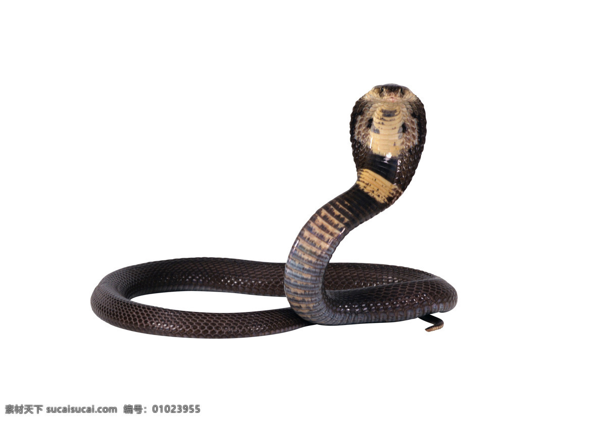 眼镜蛇 毒蛇 蛇 动物 爬行 高清写真 野生动物 生物世界