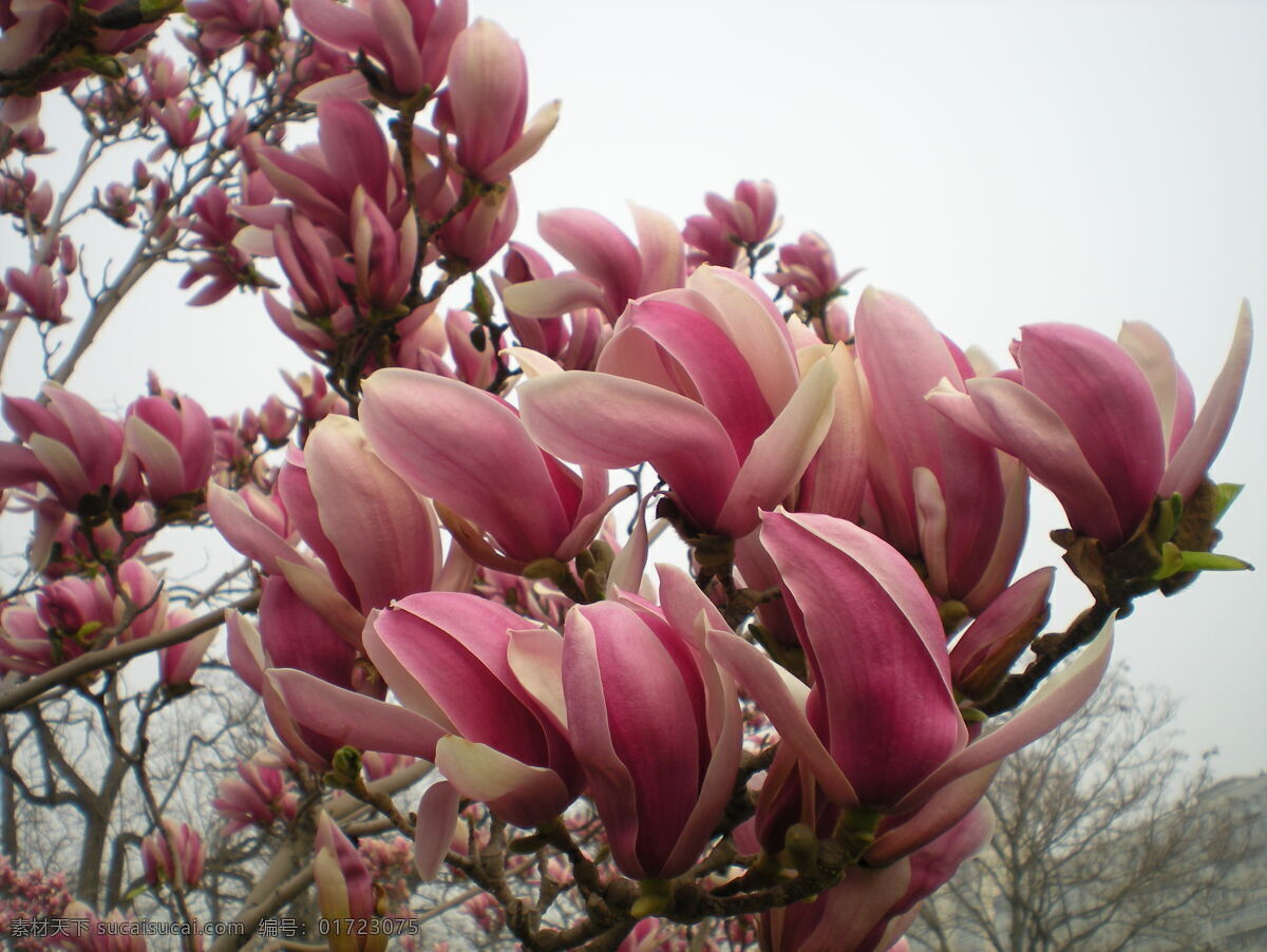 红玉兰花 花草 生物世界