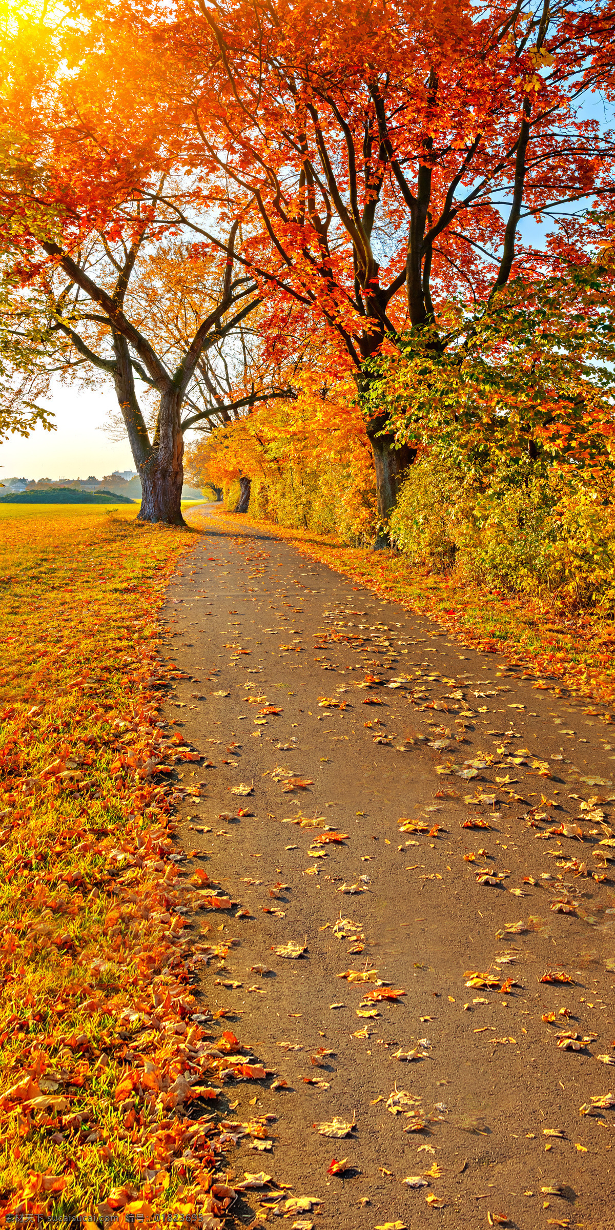 路旁 树木 落叶 秋天 枫叶 影楼 背景 发光 阳光 自然景观 自然风景