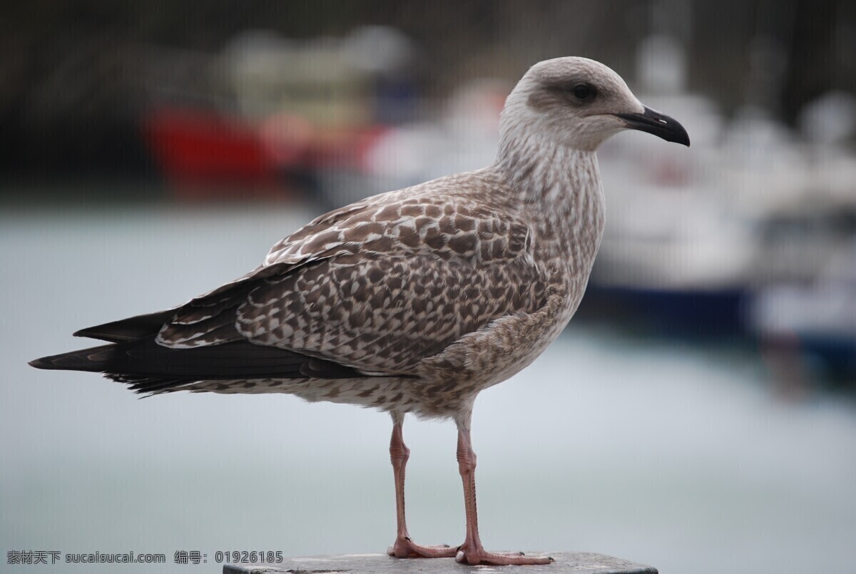 鹧鸪 海鸥 鸟类 麻雀 斑鸠 小鸟 海鸟 站着的鸟 特写的鸟 生物世界