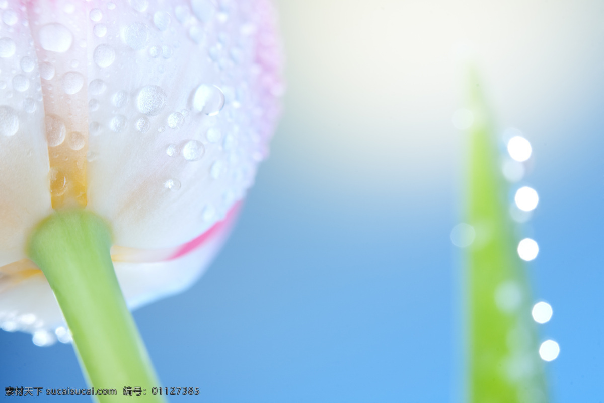 蓝天 下 郁金香 特写 鲜花 花朵 鲜艳 露珠 水珠 蓝色背景 清爽 清新 摄影图 高清图片 花草树木 生物世界