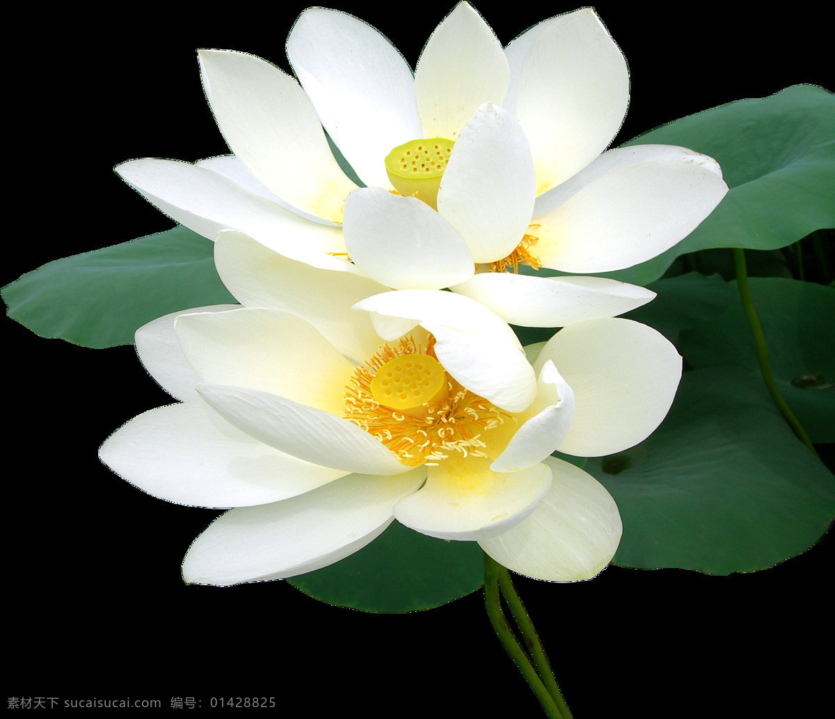 白色荷花 荷花 白色 荷叶 莲子 花蕊 金黄色 花草 生物世界