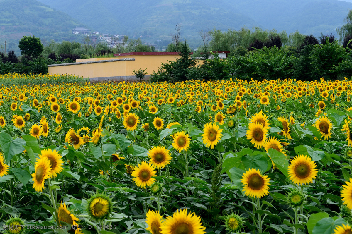 唯美 向日葵 花海 高清 葵花 向日葵花海 田园