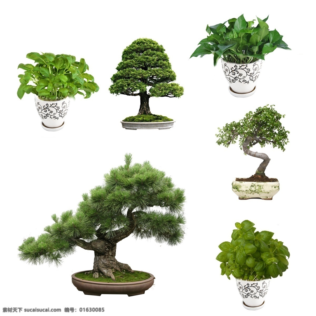 花卉盆景 室内室外盆栽 装饰盆栽 室内摆饰 绿色 植物 植物花盆 盆栽素材 盆栽大全 盆栽 花草盆栽 鲜花 绿色盆栽 室内植物 室内花卉 盆景 花盆 绿植 花艺 花卉 花草 鲜花盆栽素材 花朵盆栽 鲜花盆栽 绿色植物盆栽 绿植盆栽 绿色植物 小盆栽 花卉系列 盆栽盆景 花卉绿植盆栽 园林素材