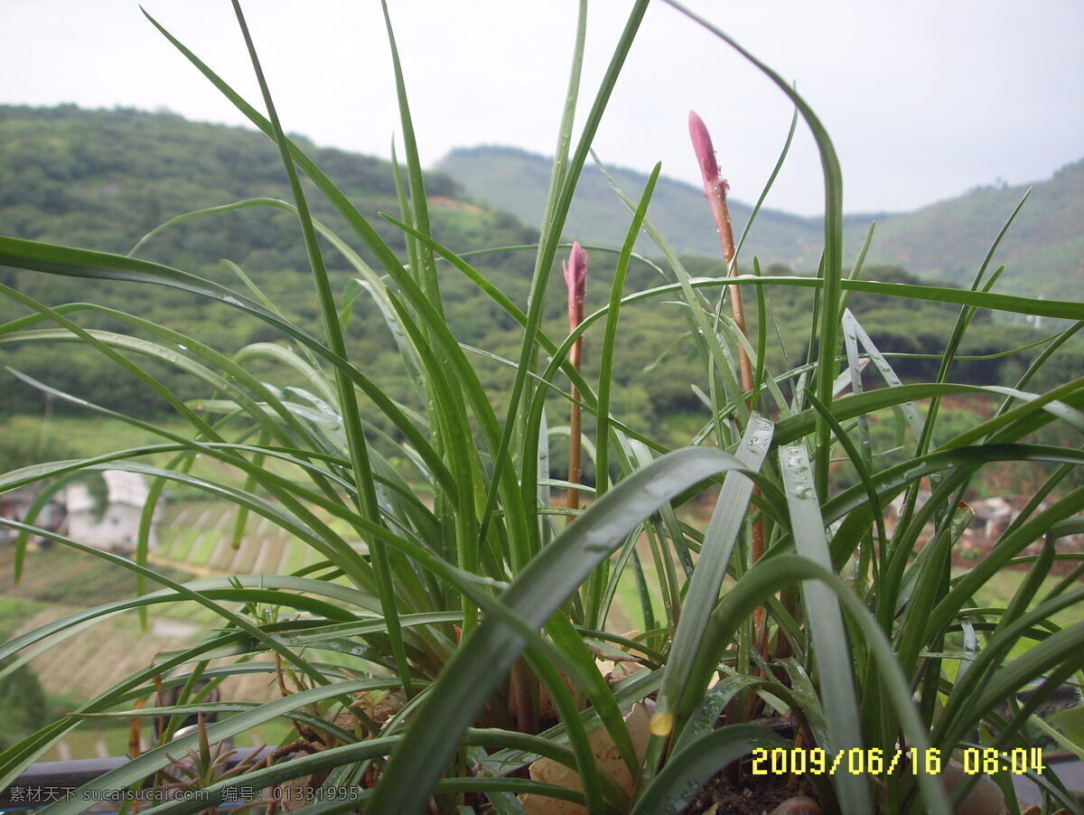 出土 花蕾 山水风景 摄影图 田野 自然景观 兰花蕾 家居装饰素材 山水风景画