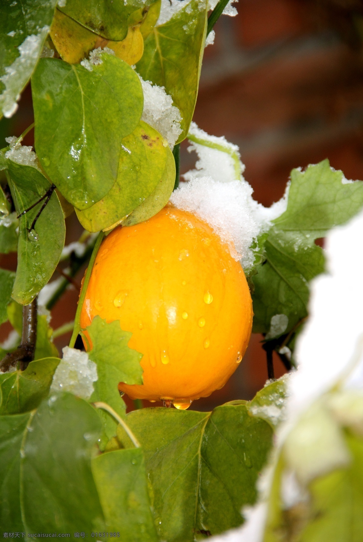 雪后 金黄色 瓜 蒌 金黄色的 瓜蒌 戴雪的瓜蒌 药材 瓜果蔬菜 生物世界 花草