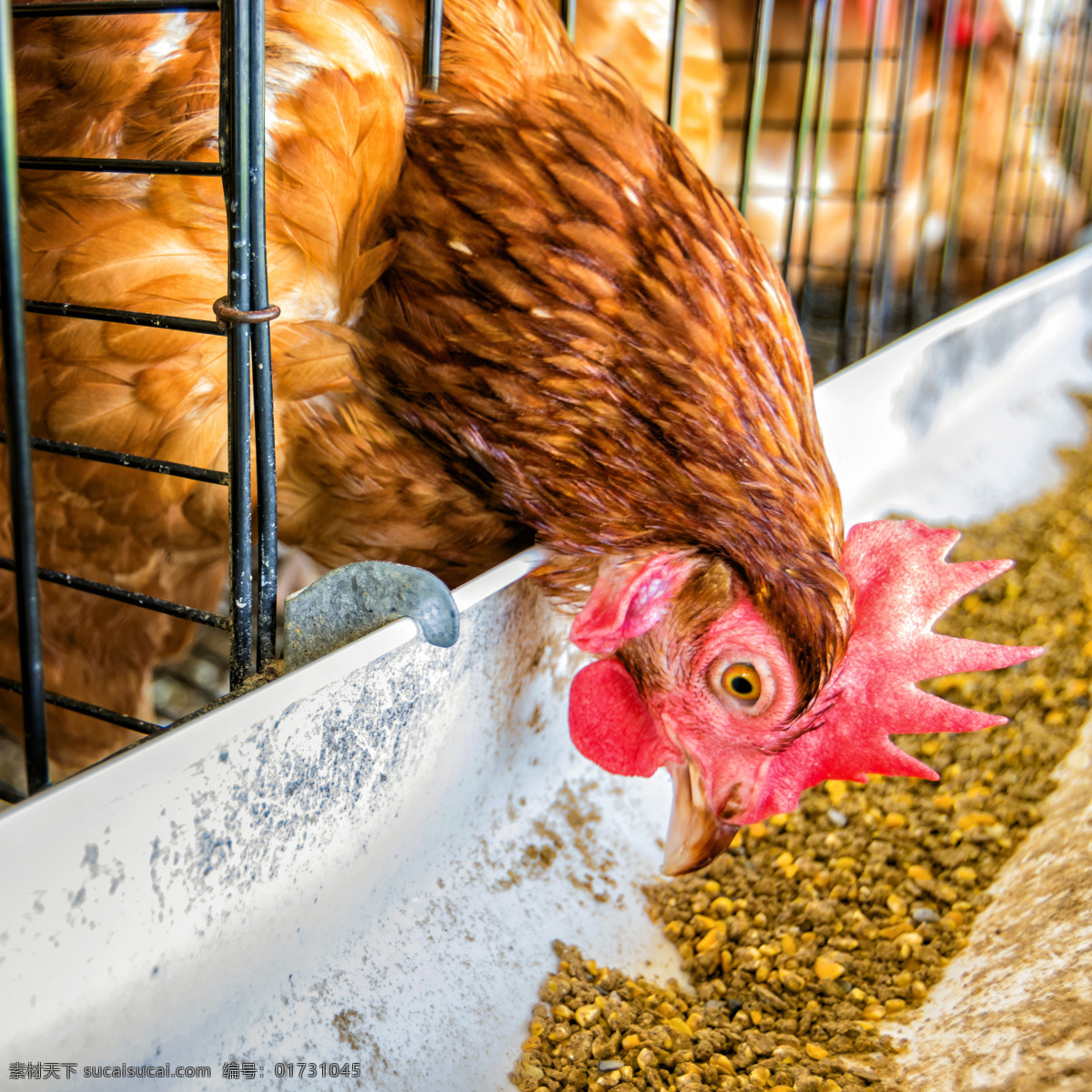 笼子 里 吃 饲料 鸡 农场 养殖 动物 陆地动物 生物世界
