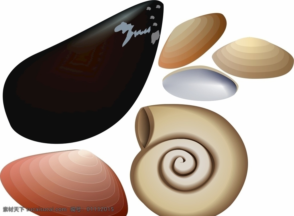 贝壳图片 贝壳 海螺 扇贝 海洋动物 软体动物 矢量贝壳 贝壳矢量 矢量扇贝 扇贝矢量 矢量素材动物