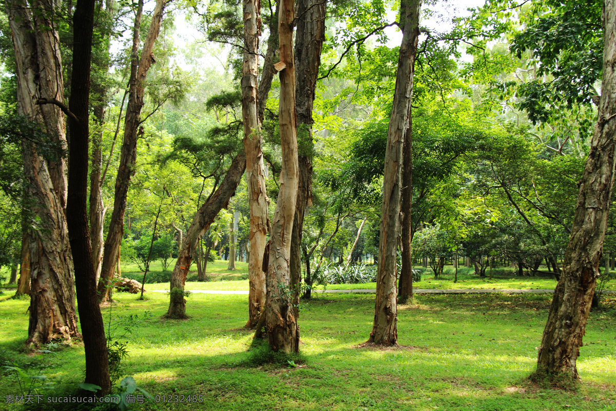 原始森林 森林 华南植物园 植物园 树木 自然风景 自然景观