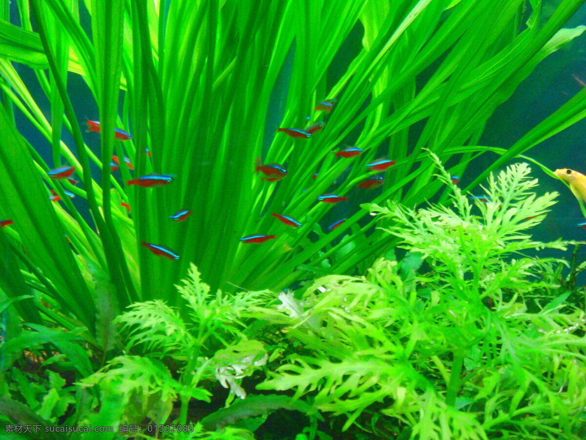 热带鱼 生物世界 鱼缸 鱼类 红绿灯鱼 绿色水草