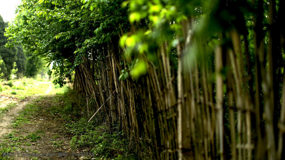 竹篱笆 小路 乡间 田园 风光 田园风光 自然景观