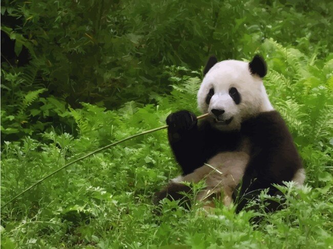 中国 大熊猫 吃 竹子 失 量 图 吃竹子失量图