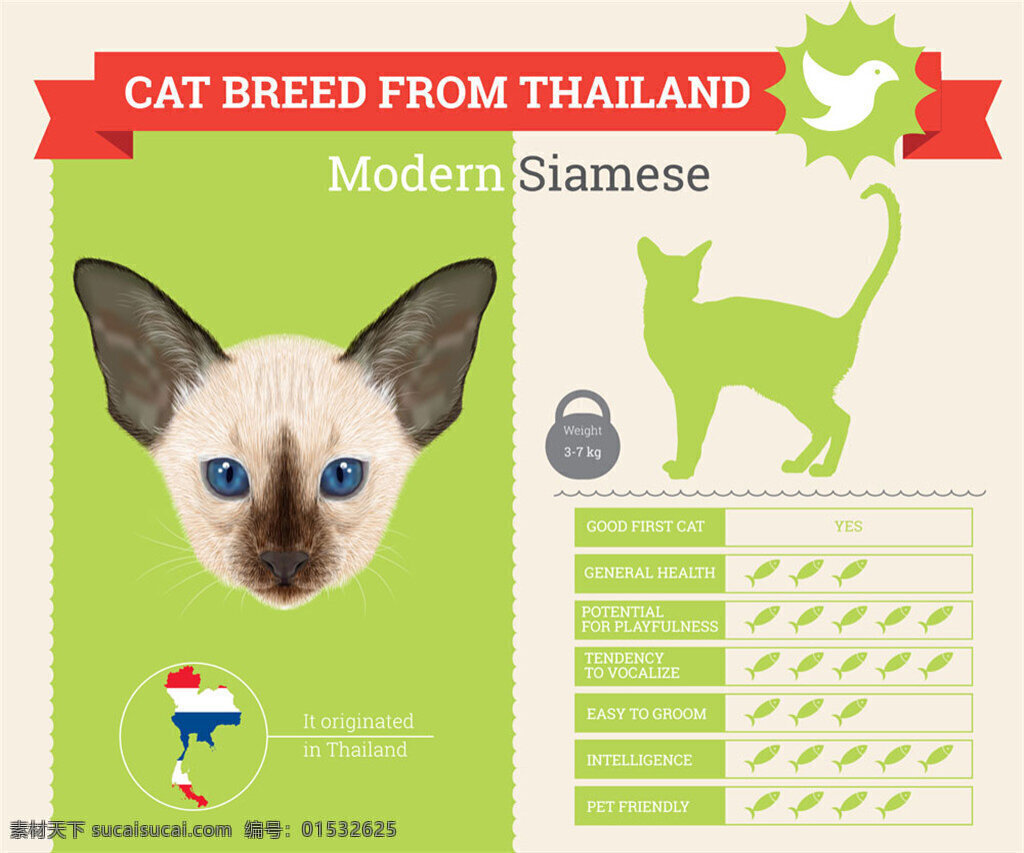 暹罗 猫 档案 信息 国短毛猫 卡通小猫 卡通猫咪 卡通动物 宠物猫 信息图表 图表设计 商务金融 矢量素材