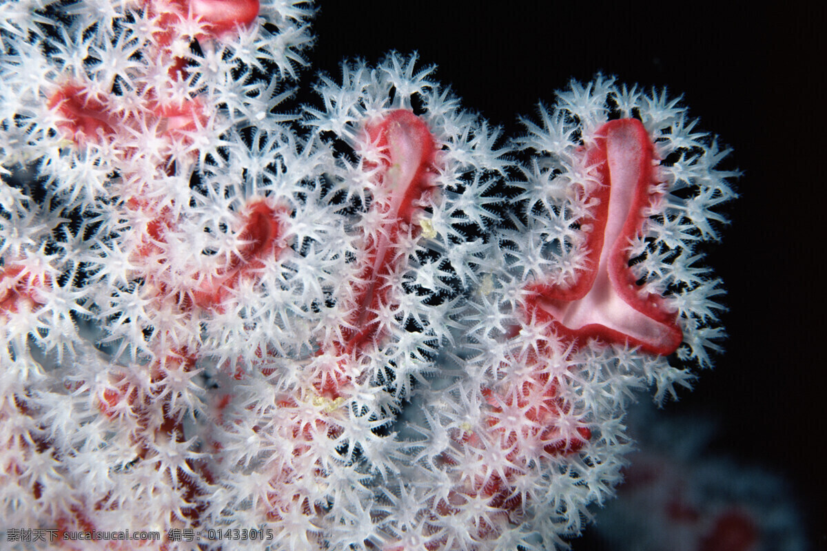 珊 蝴 海底世界 海洋 海洋生物 海洋鱼类 生物世界 珊蝴