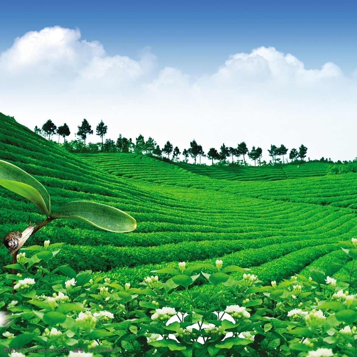 茶山茶海报 茶山茶园 信阳毛尖 茶山 茶园 绿茶 茶场 蓝天白云 茶 广告设计模板 源文件