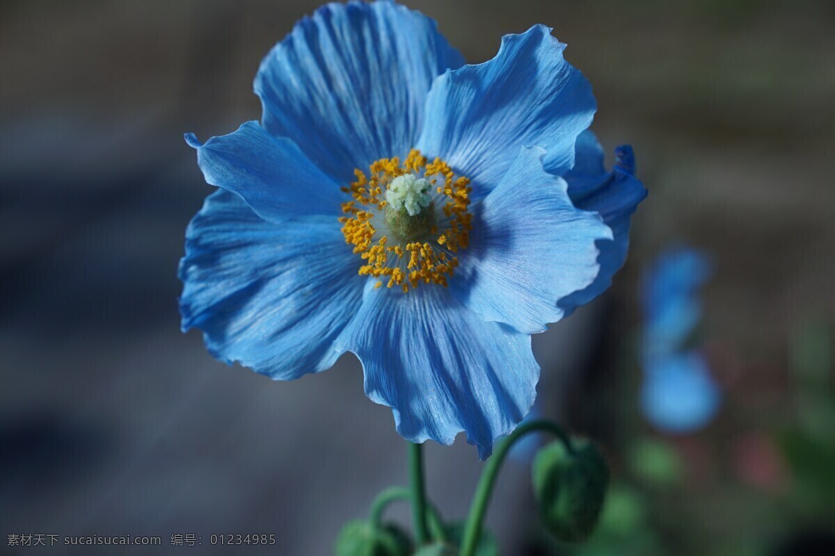 花朵 植物 自然风景 自然风光 大自然 大自然图片 大自然素材 花 花图片素材 花朵图片素材 花瓣 花瓣图片素材 植物图片素材 自然景观 风光 旅游摄影