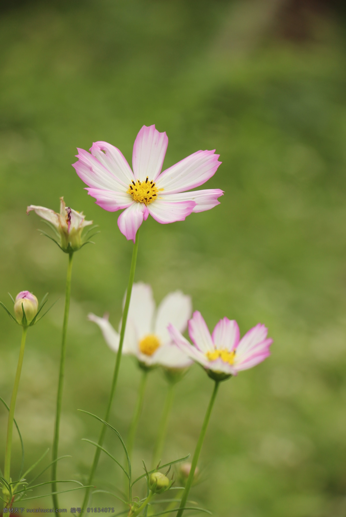 格桑花 相伴 爱情 友谊 纯洁 花卉 生物世界 花草 绿色