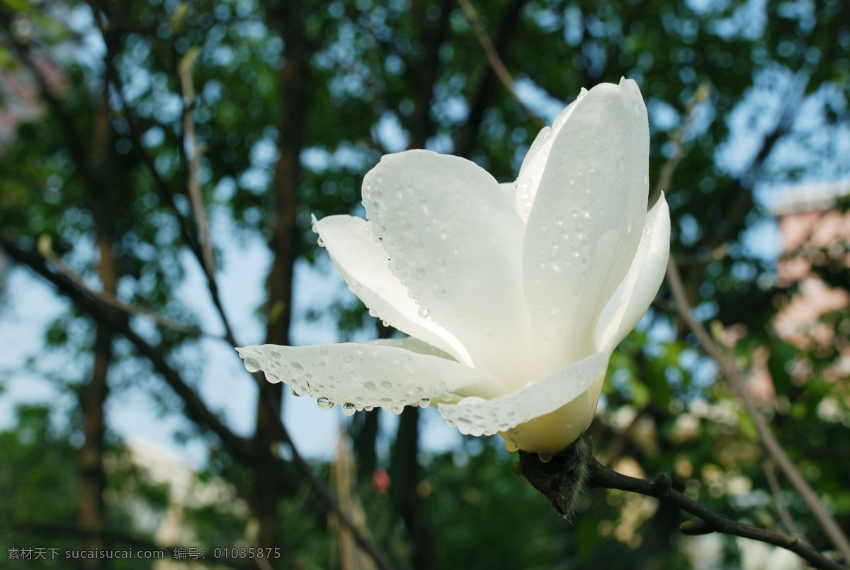 玉兰花 白玉兰 玉兰 公园 花园 春天 生态公园 自然 花草 生物世界