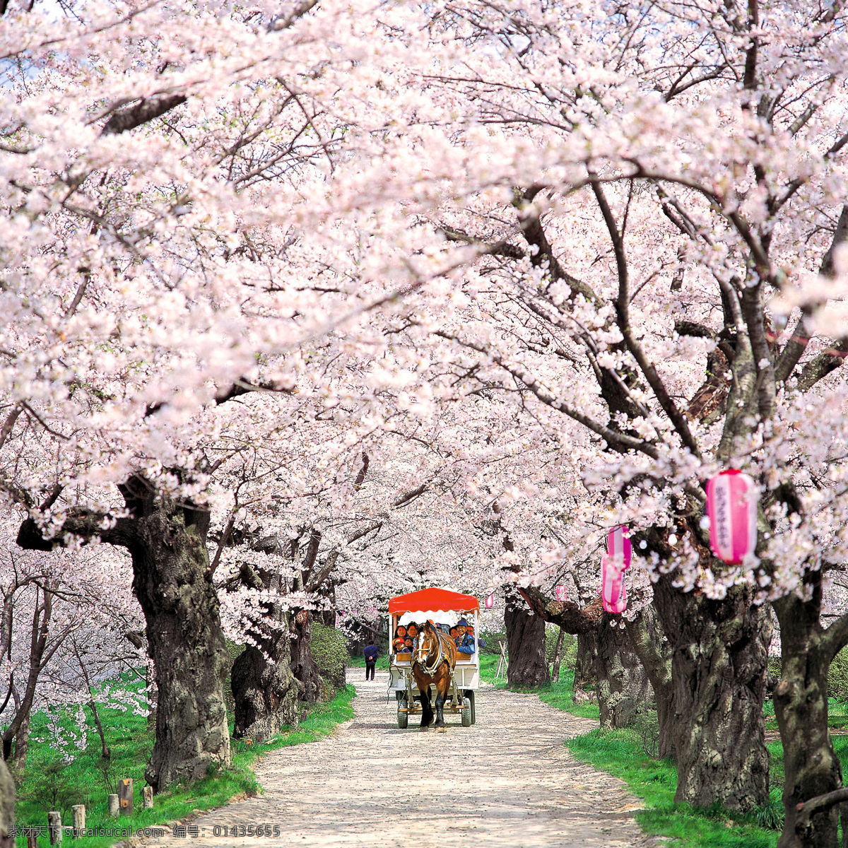 樱花 美景 美景图片 樱花树图片 樱花图片 日本樱花图片 樱花马路 大自然美景