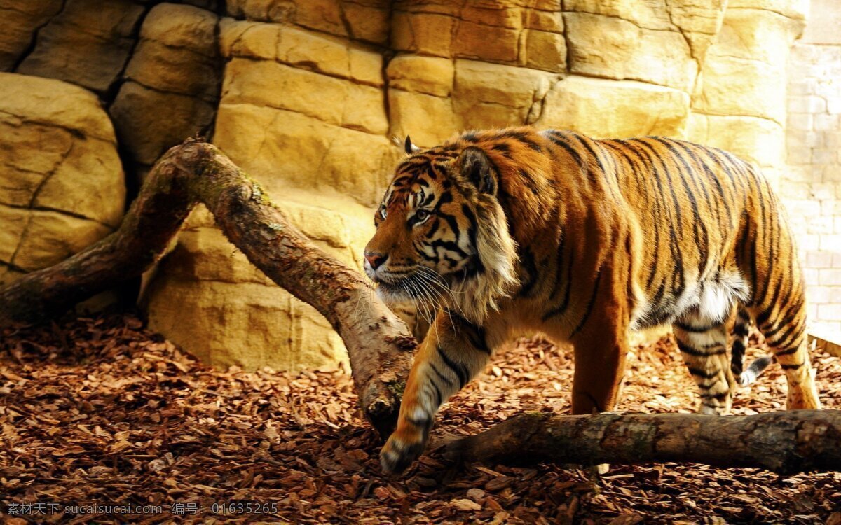 老虎 东北虎 华南虎 大猫 凶猛 凶猛野兽 百兽之王 打老虎 大老虎 虎皮 虎骨 兽皮 野兽 野生动物 动物园 白虎 美洲虎 非洲虎 虎皮膏药 老虎皮 老虎肉 老虎骨头 老虎牙齿 生物世界