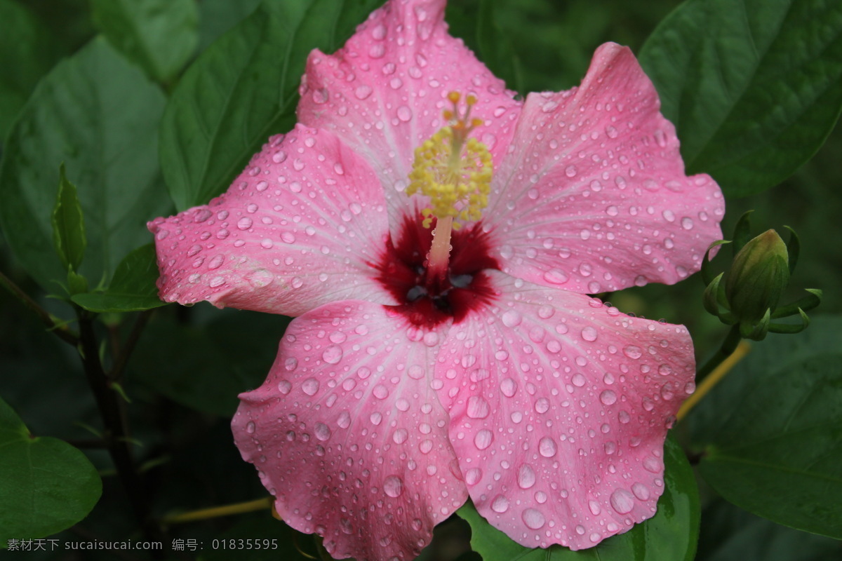 雨 后 木芙蓉 花卉