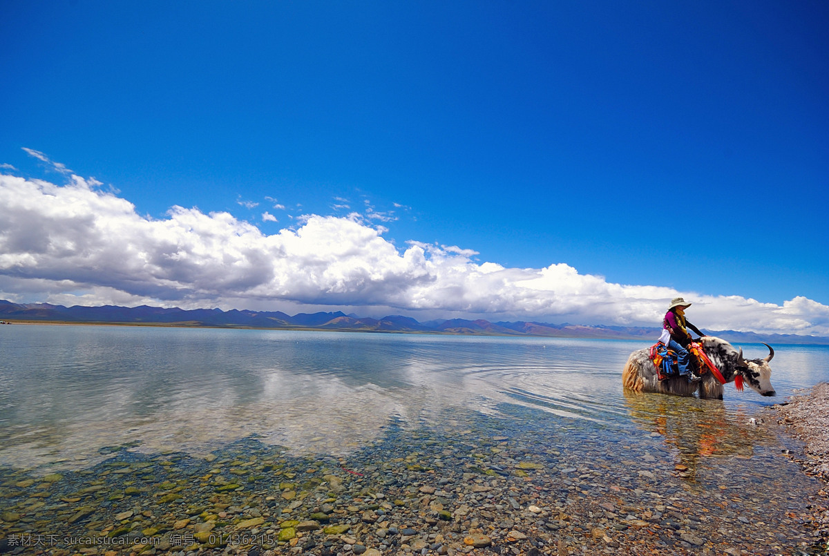 纳木错 湖水 清澈的湖水 卵石 牦牛 骑牦牛的女人 蓝天白云 远山 摄影图库 旅游摄影 自然美景 国内旅游