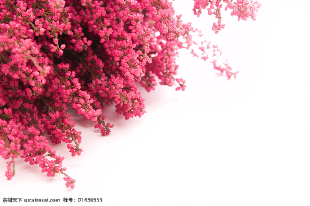 鲜花 花朵 礼物 粉色 春天 花束 花草 生物世界