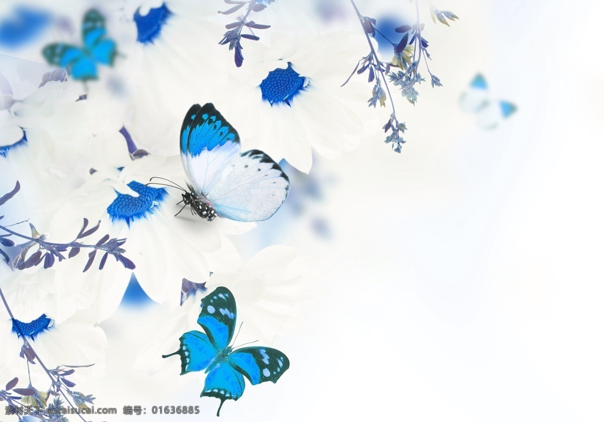 蝴蝶 鲜花 花朵 花蕊 花蕾 花瓣 唯美 梦幻 蝶恋花 采蜜 色彩 背景 壁纸 伊莎贝拉 彩色 蓝色 白色 生物世界 昆虫