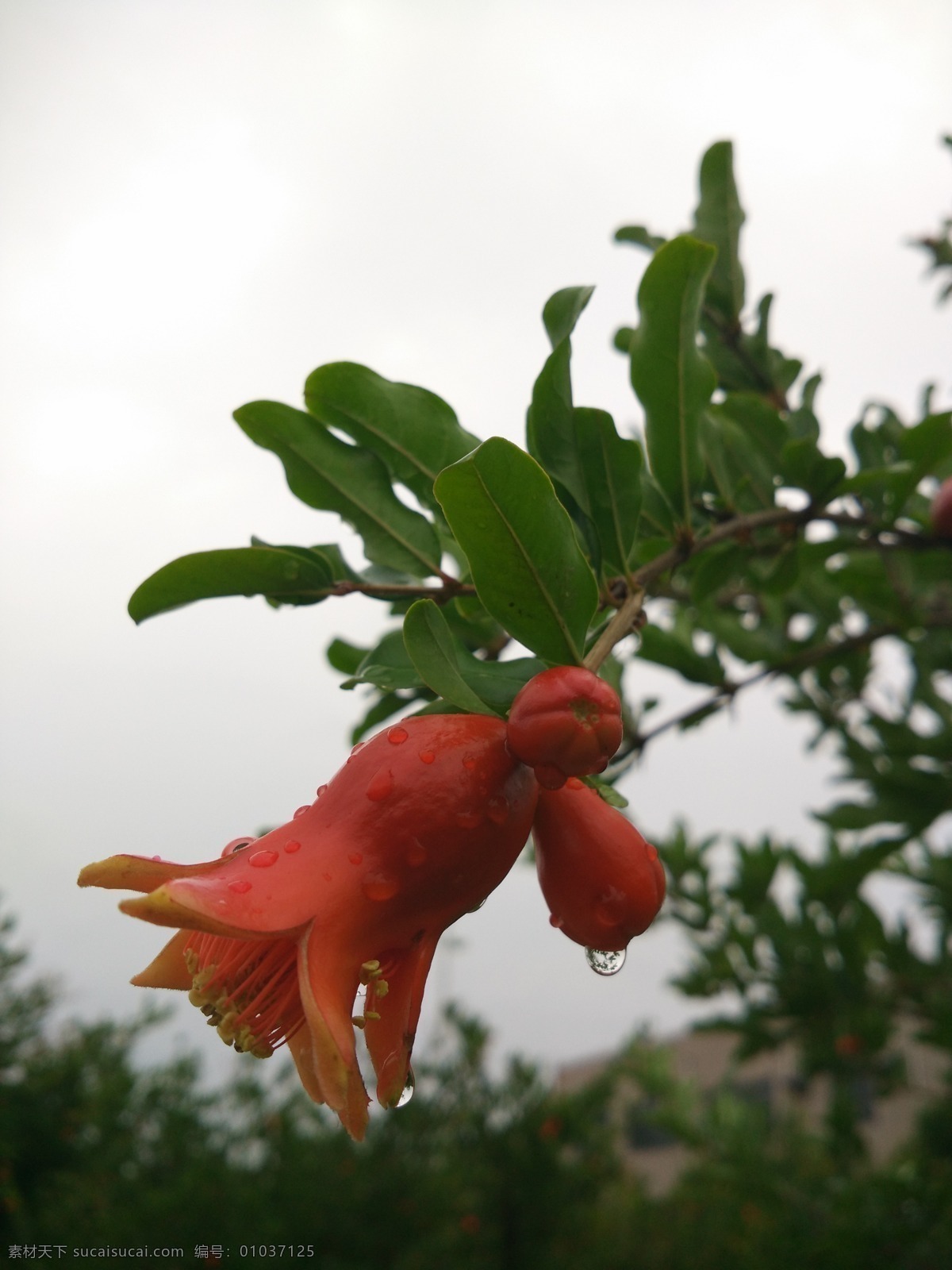 花 红色 石榴花 五月 红色石榴花 夏天花开 生物世界 花草