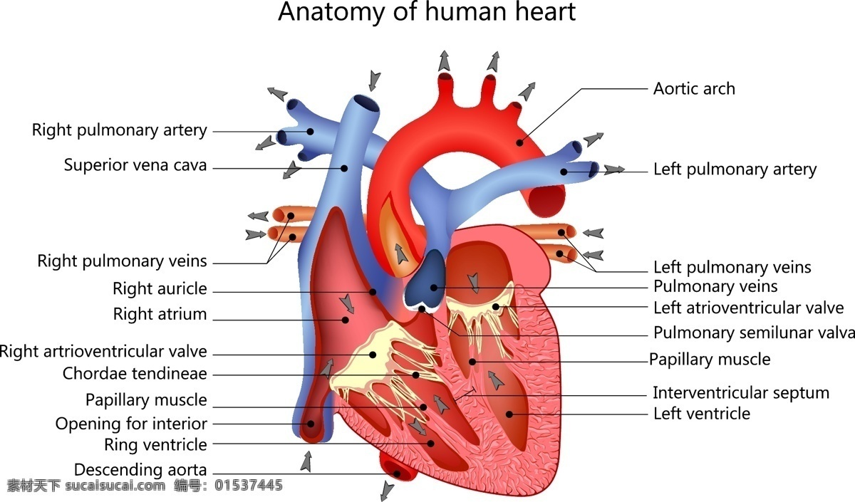 医疗 学习 卡通 人体 器官 矢量 心脏